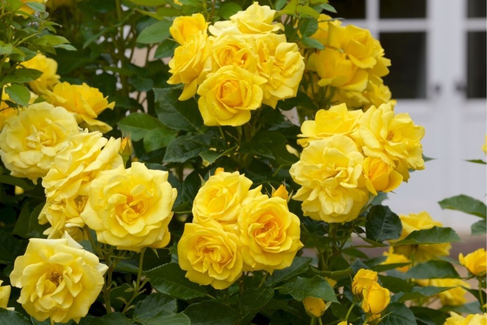 yellow-roses