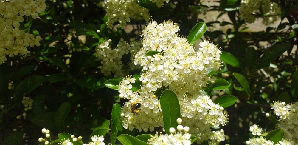 Bee on Pyracantha