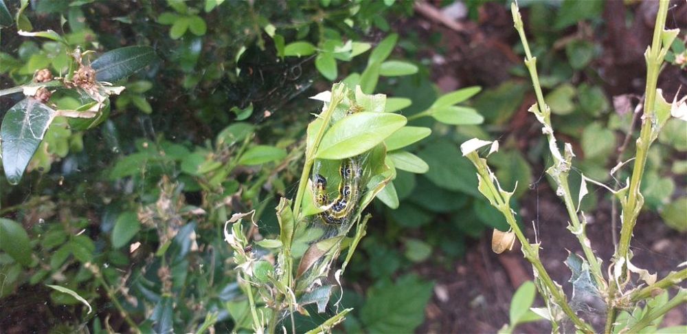 Box Moth Caterpillar