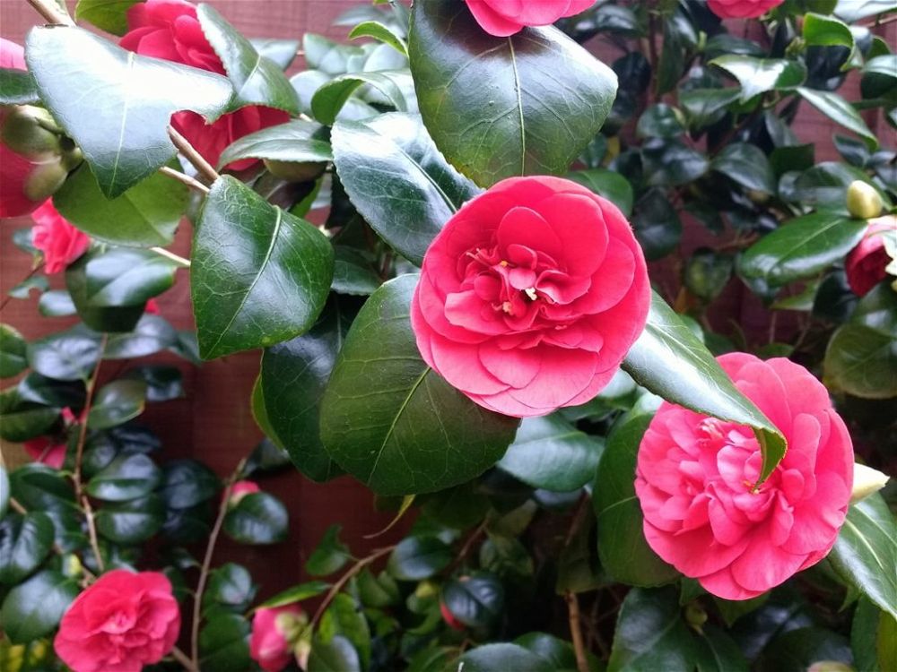 Camellia