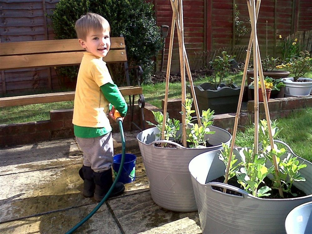 broad beans