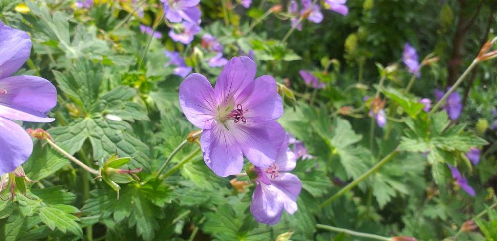 Geranium Rozanne