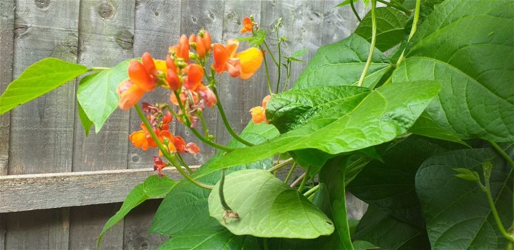 Runner beans developing