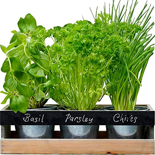 best-herb-planters  Viridescent Indoor Herb Garden Kit