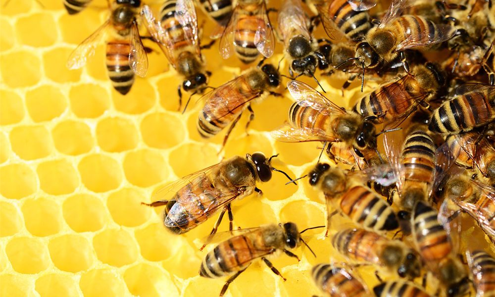 7.-bee-population-decline-statistics