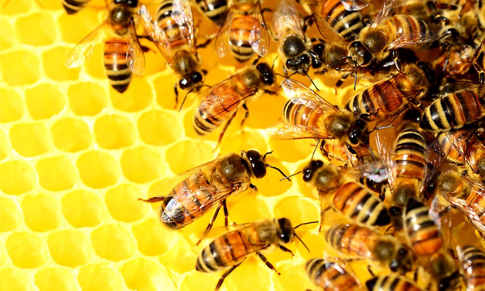 7.-bee-population-decline-statistics