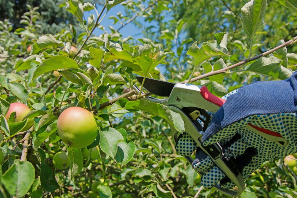 How Long Does it Take to Grow an Apple Tree? (2023)