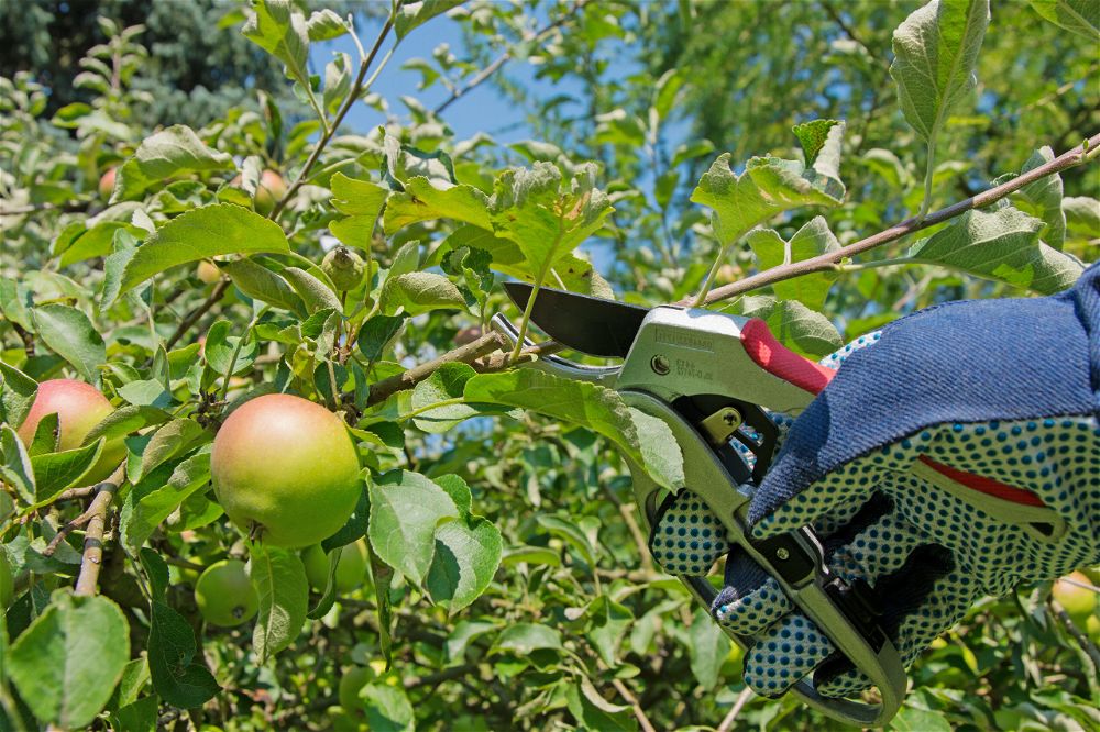 Pruning apple tree