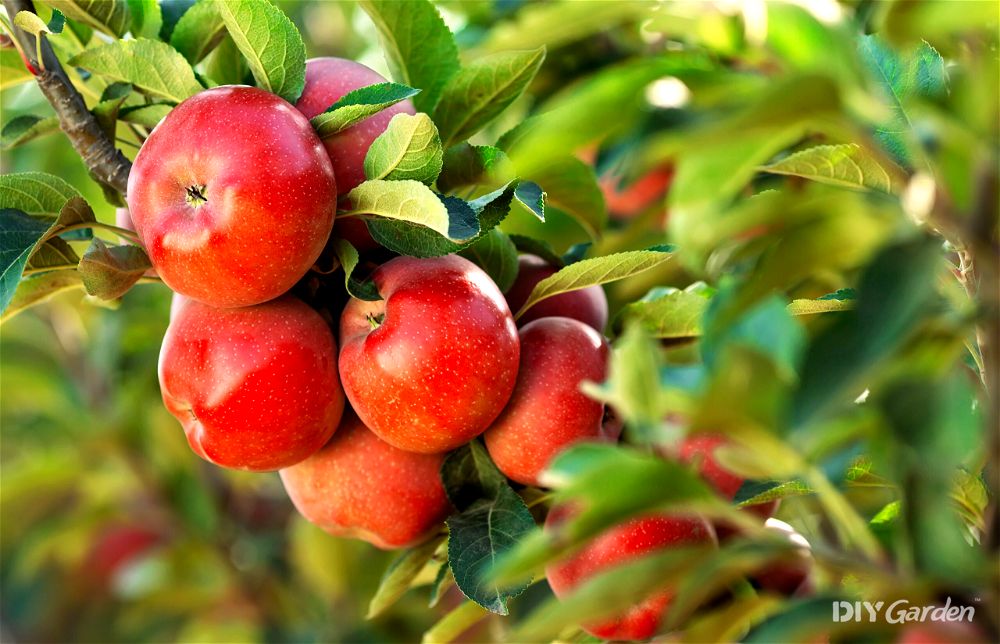 Apples on tree