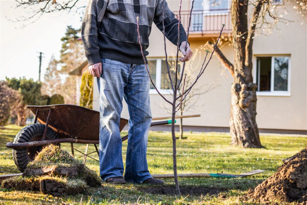 How Long Does It Take To Grow An Apple Tree 2023 how-to-grow-apple-tree-from-seed-at-home-easy-apple-seed-germination