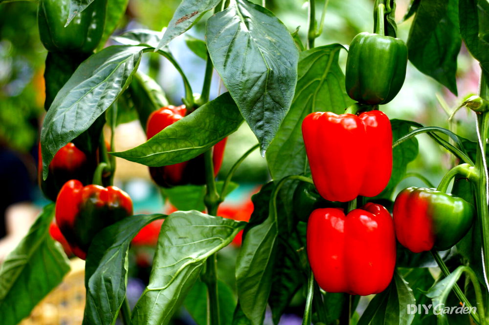 How To Grow Peppers From Seeds Diy Garden