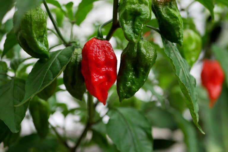 How to Grow Peppers From Seeds DIY Garden