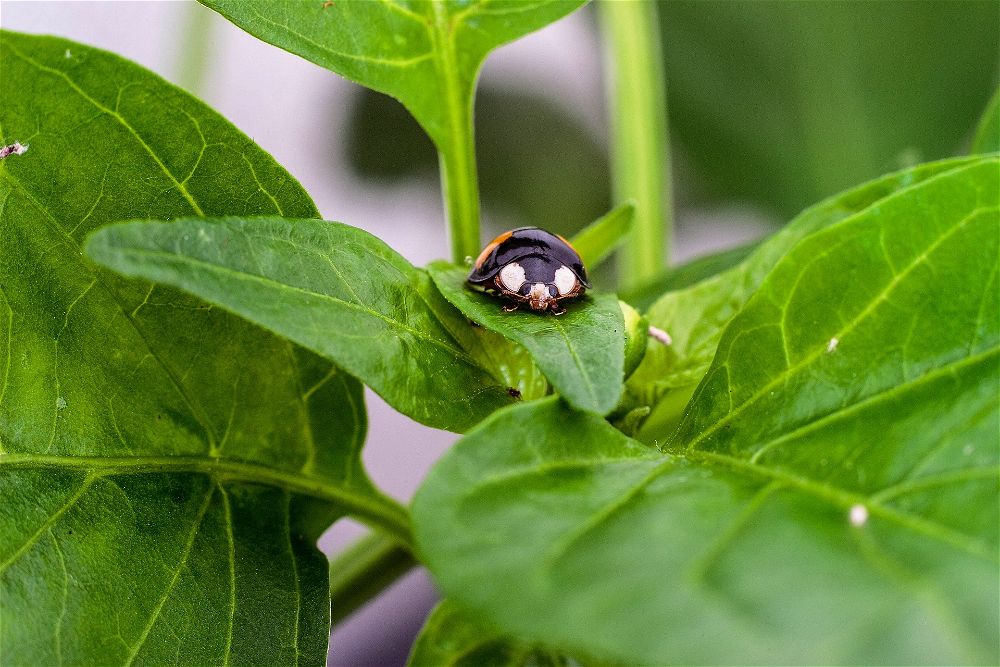 Pest on pepper leaves