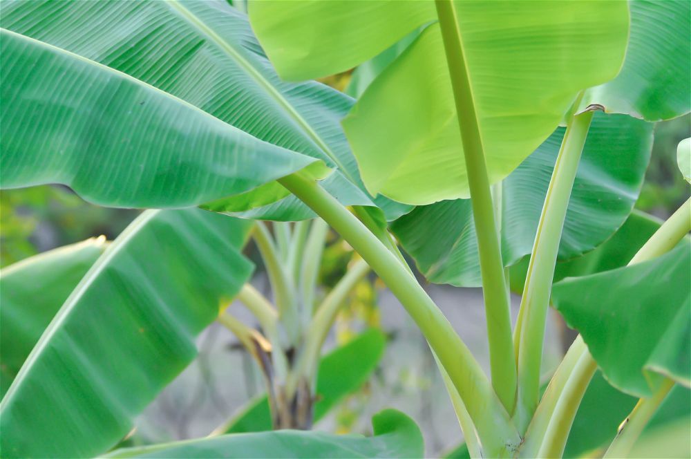 Banana foliage