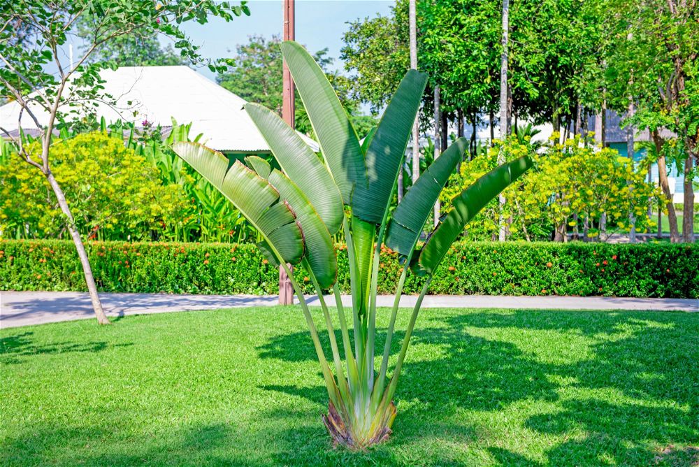 Banana plant in garden