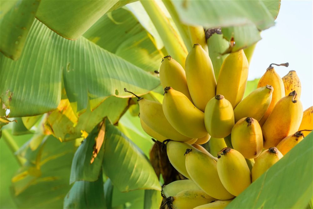 Bananas on tree