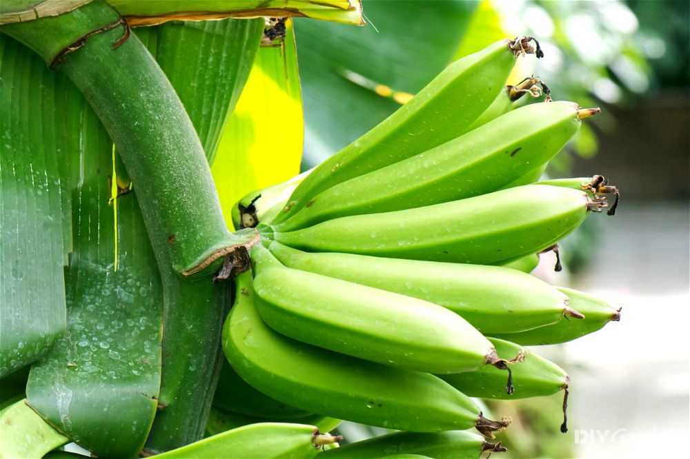 green banana tree