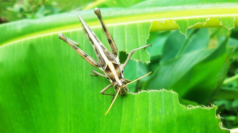 Banana tree pest