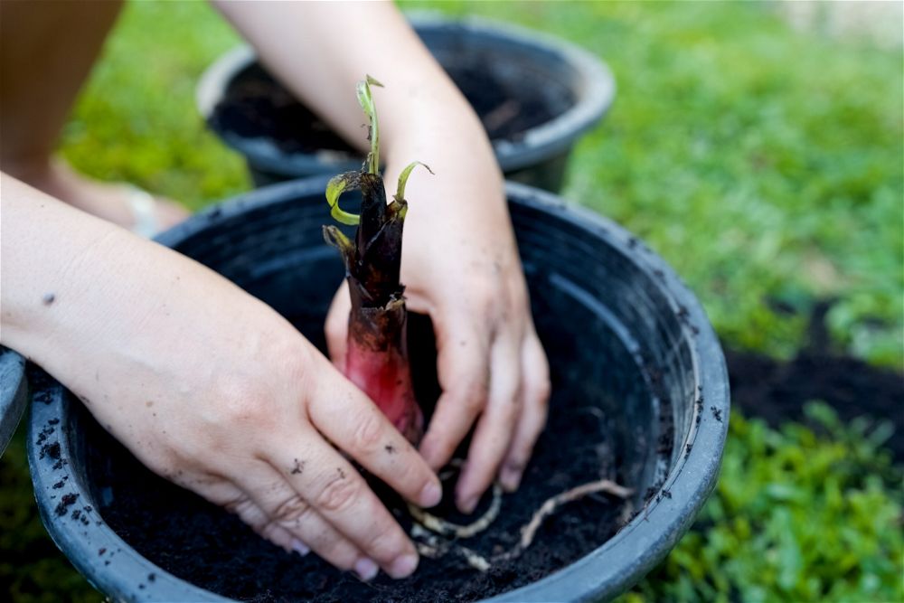 Planting banana tree