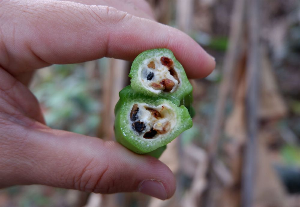 Wild banana seeds