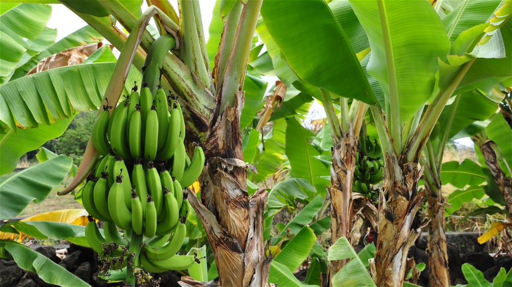 How to Grow a Banana Tree in The UK