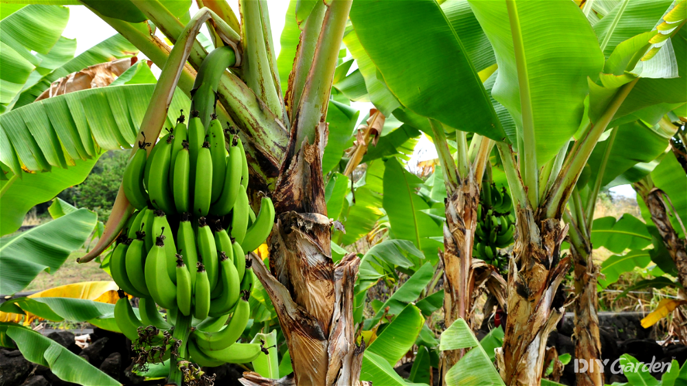 How to Grow a Banana Tree in The UK