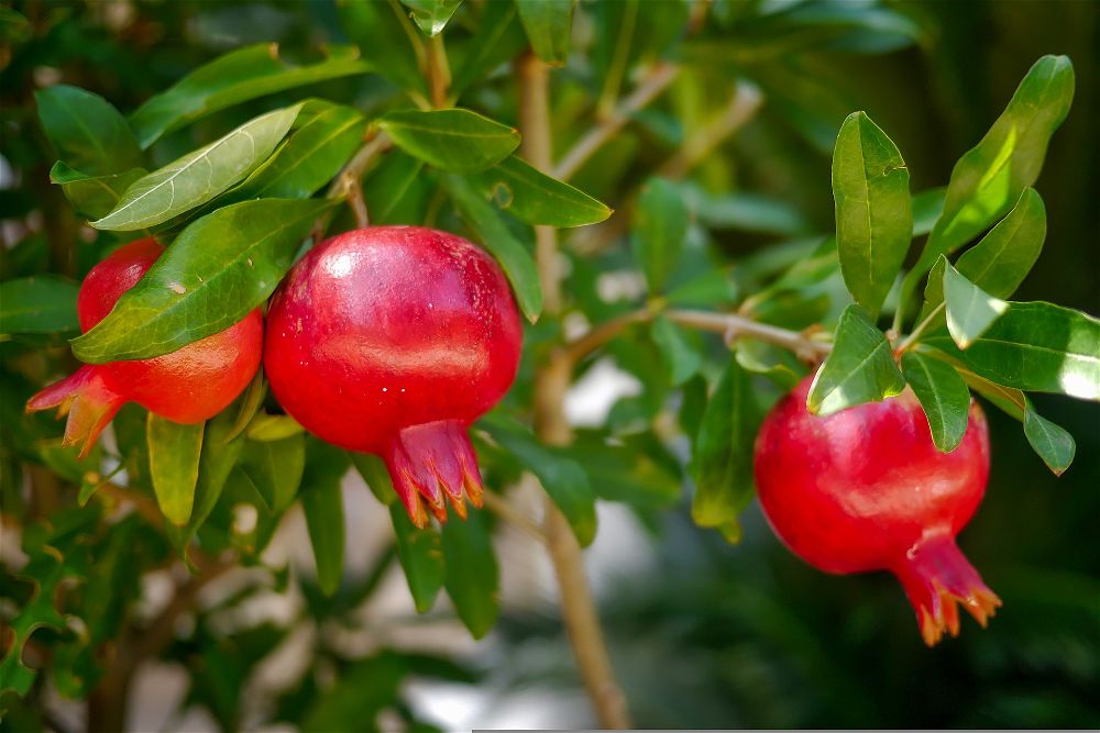 Pomegranates on tree