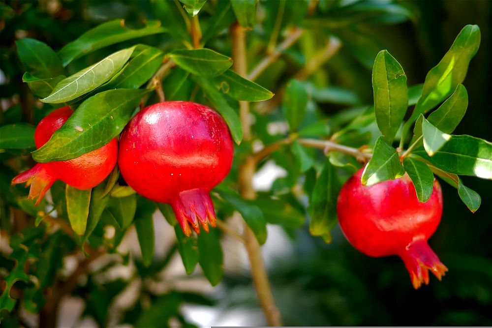 Pomegranates on tree