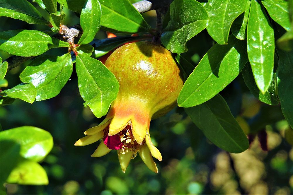 Green pomegranate