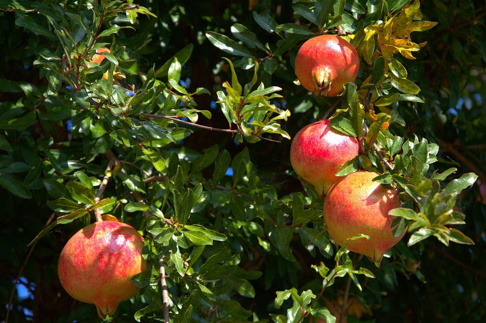 Pomegranates on tree