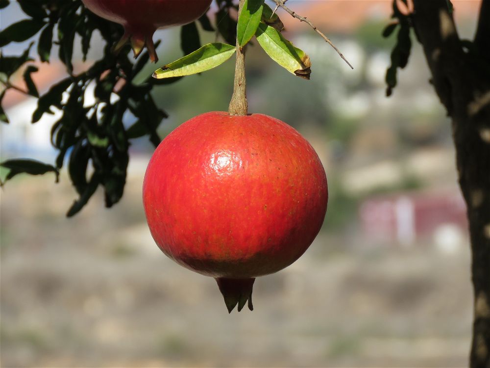 Pomegranate on tree