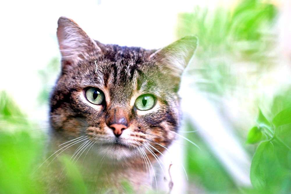 8 Best Cat Repellents For Your Garden (2022 Review UK)