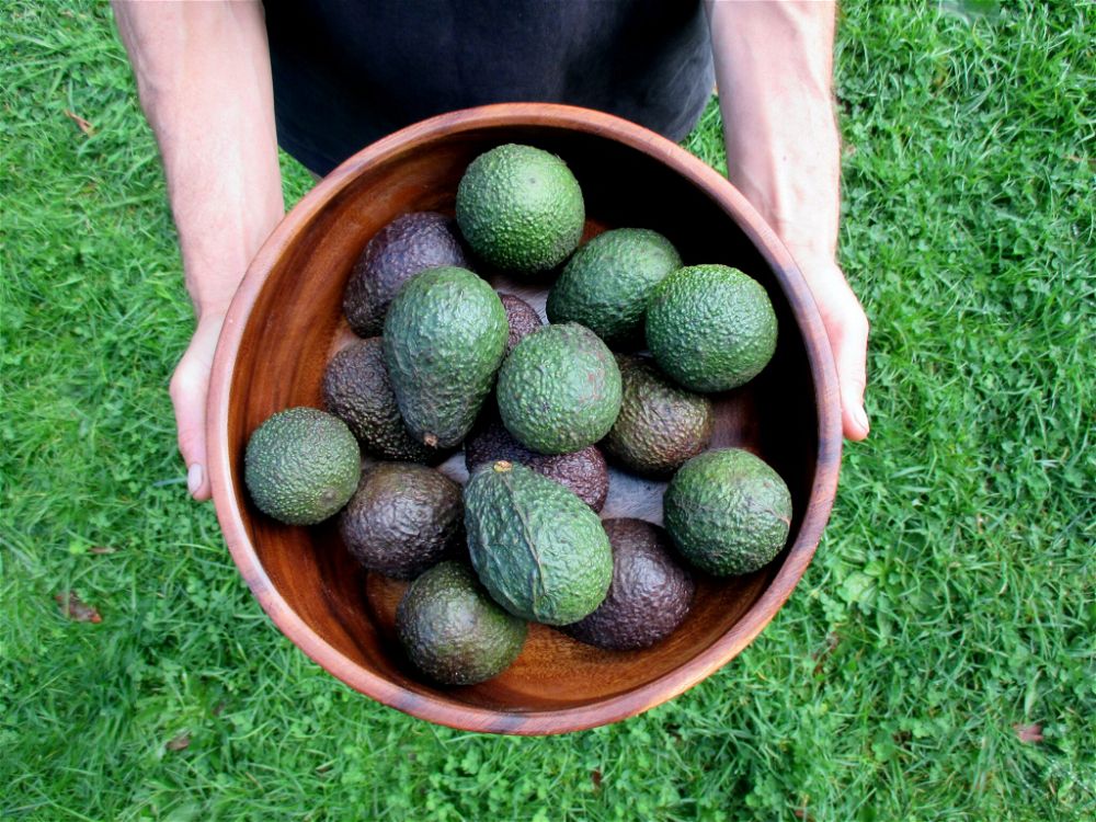 How to Grow an Avocado Tree Indoors (8 Step Guide)