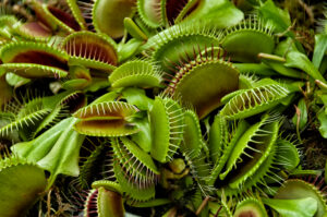 How to Make a Venus Fly Trap Grow Big (Home Grown Monster!)