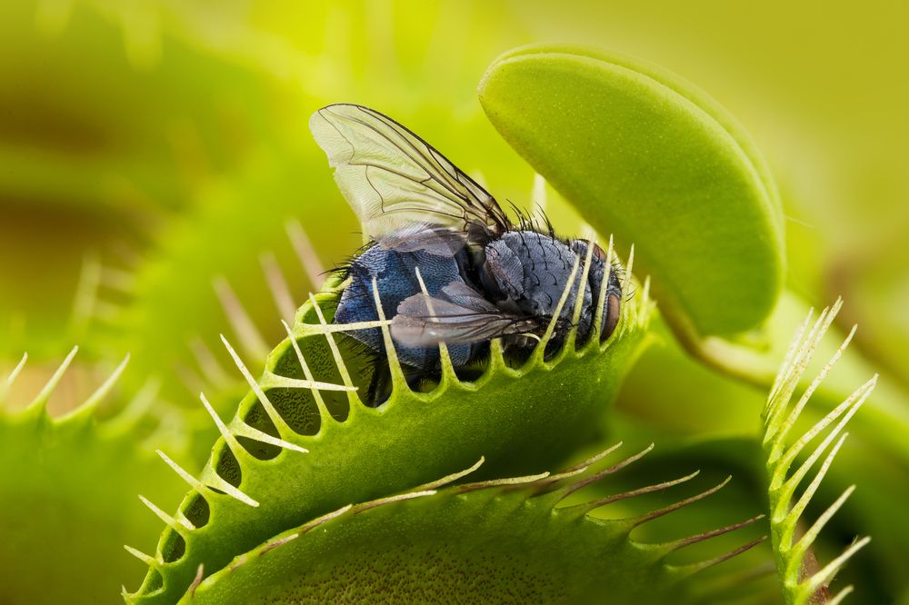 Venus fly trap eating fly