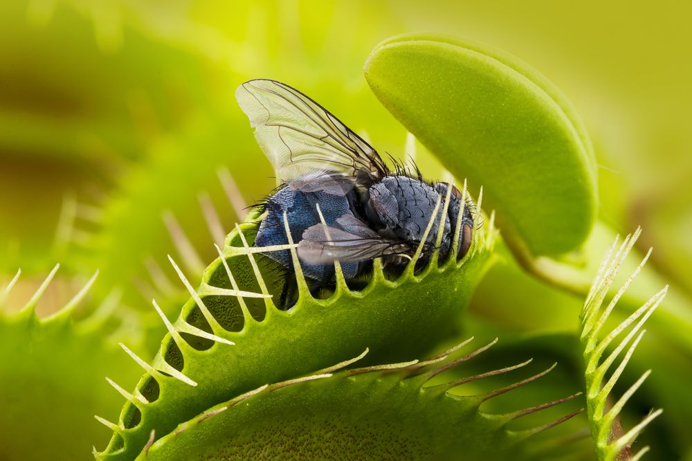 https://cdn.diygarden.co.uk/wp-content/uploads/2022/10/How-to-Make-a-Venus-Fly-Trap-Grow-Big-Care.jpg