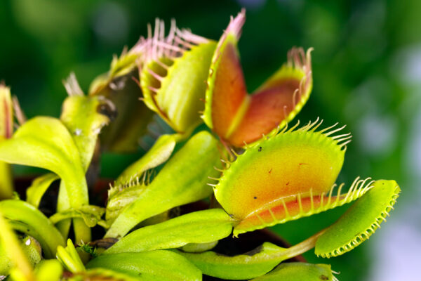 How to Make a Venus Fly Trap Grow Big (Home Grown Monster!)