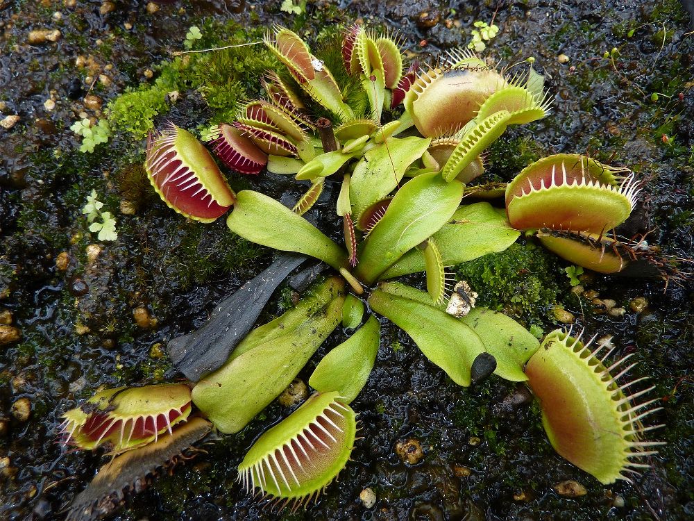 Venus fly trap outside