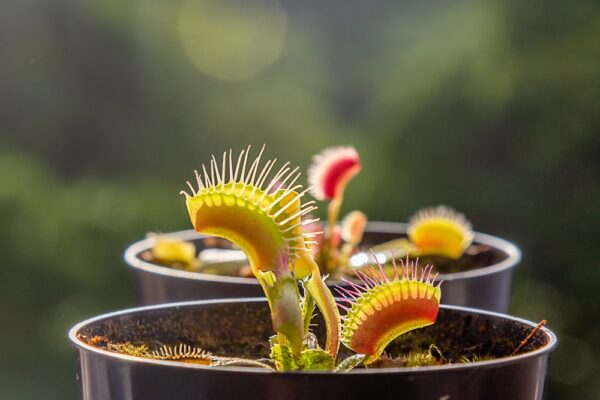 How to Make a Venus Fly Trap Grow Big (Home Grown Monster!)