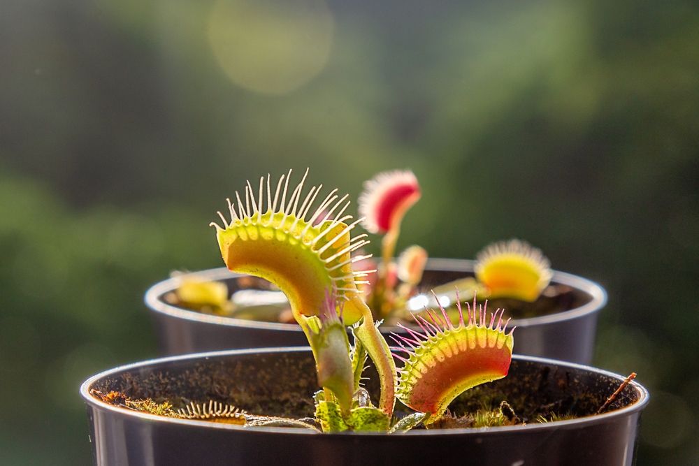 Venus fly traps in pots