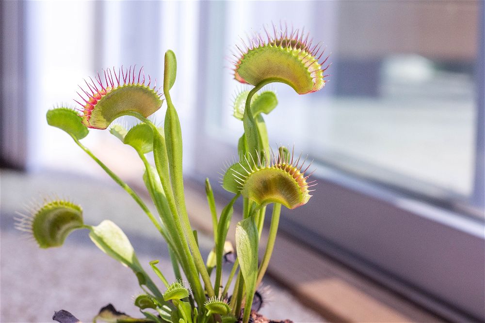 Venus fly trap