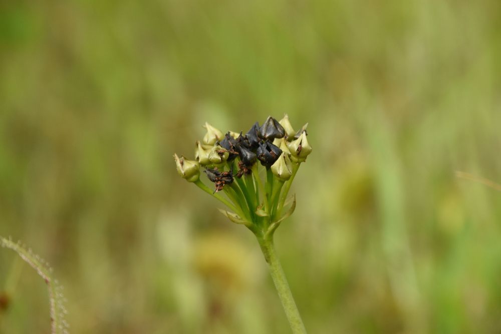 Venus fly trap seeds