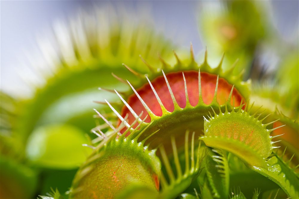 Venus fly trap