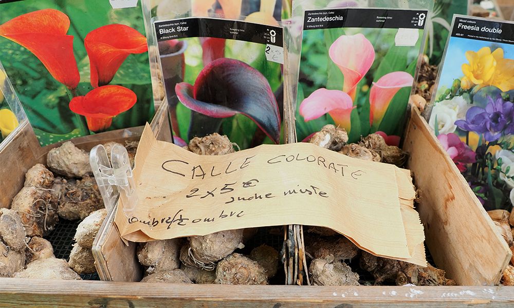 How to Plant Calla Lily Bulbs
