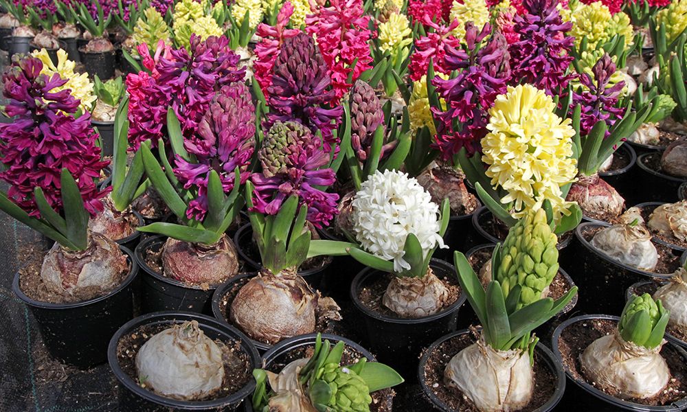 How to Plant Hyacinth Bulbs