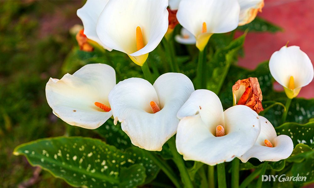 arum lily care guide