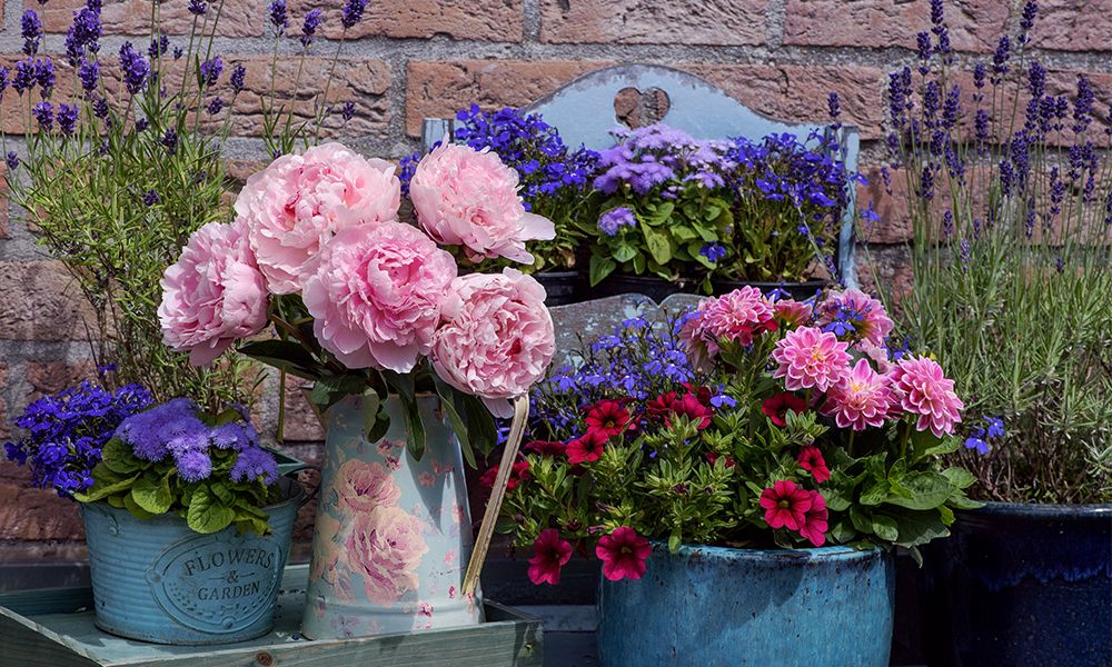 can-you-grow-peonies-in-pots