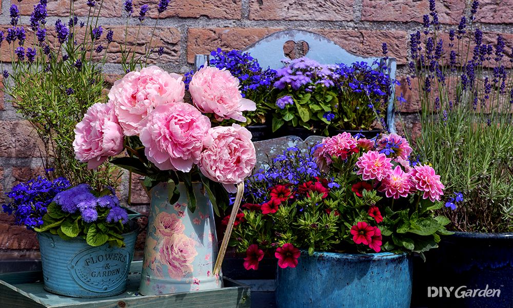 can you grow peonies in pots
