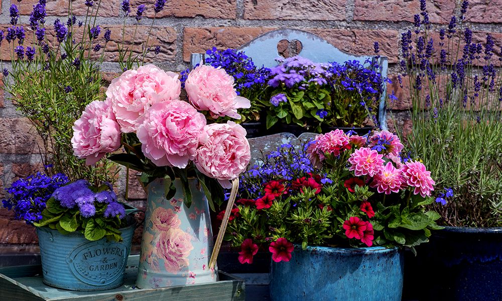 can-you-grow-peonies-in-pots