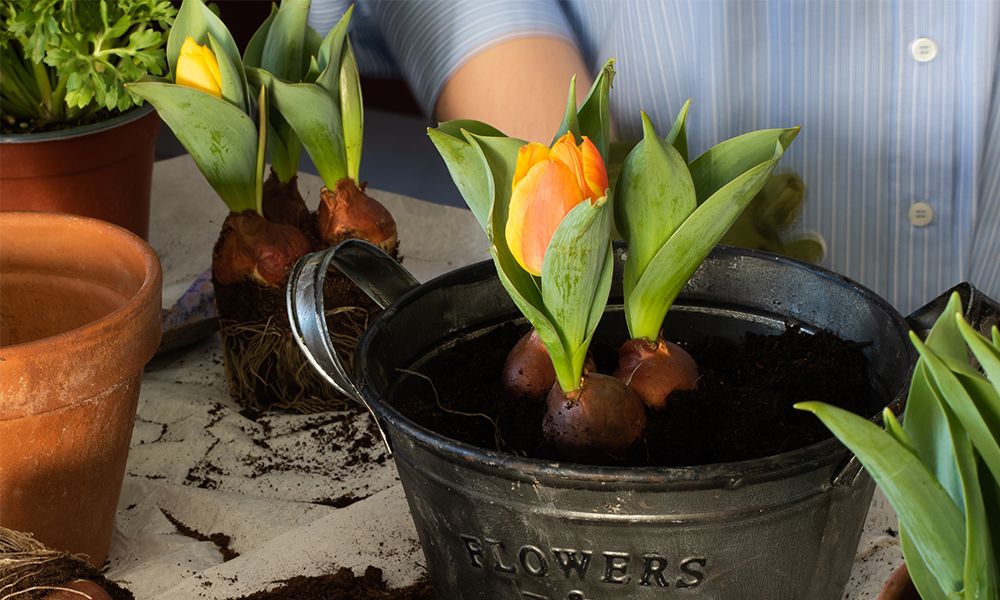 how and when to plant tulip bulbs